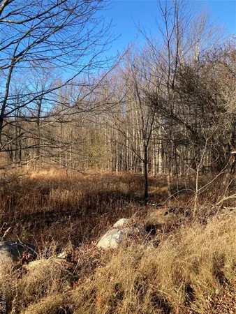 a big yard with lots of plants and tree