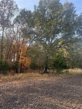a view of a forest with trees in the background
