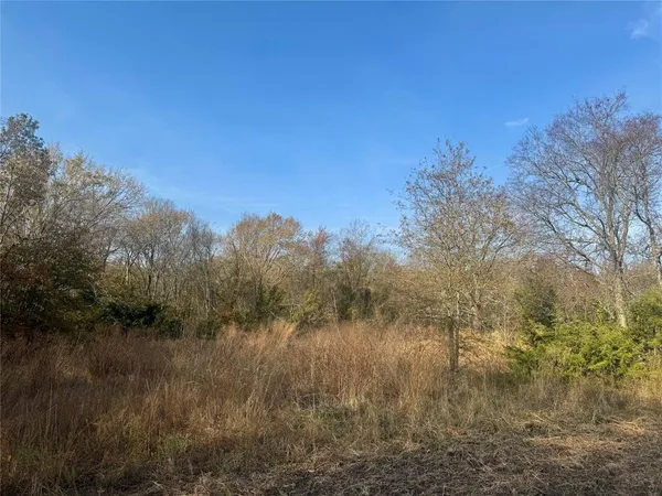 a view of a forest filled with trees and plants