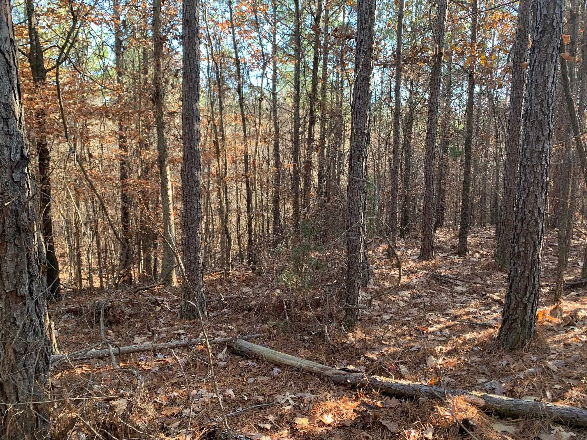 a view of a forest with trees in the background