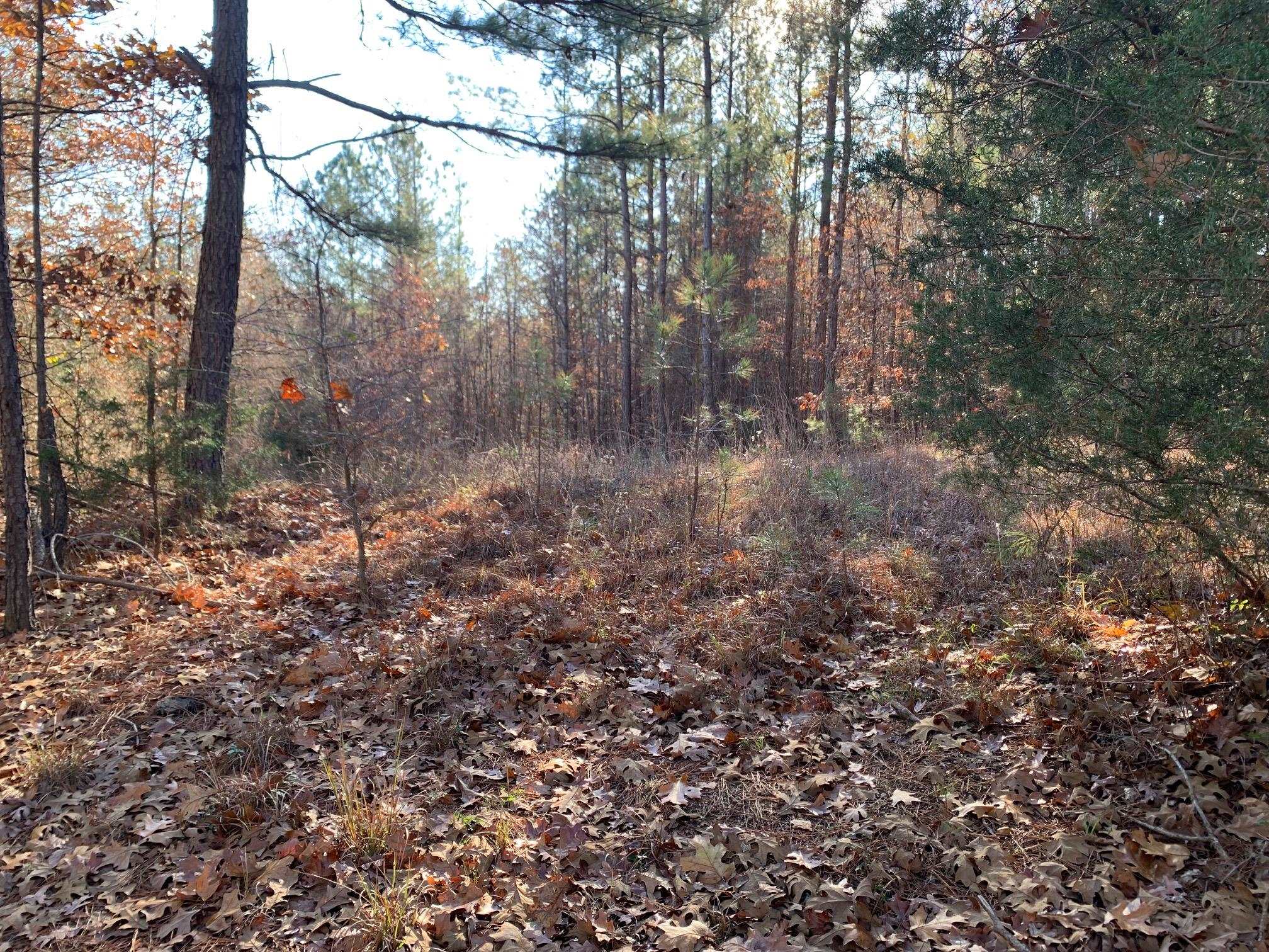 11 Warren Floyd Road Selmer, TN 38375 - Photo 2 of 6 a view of a forest filled with trees