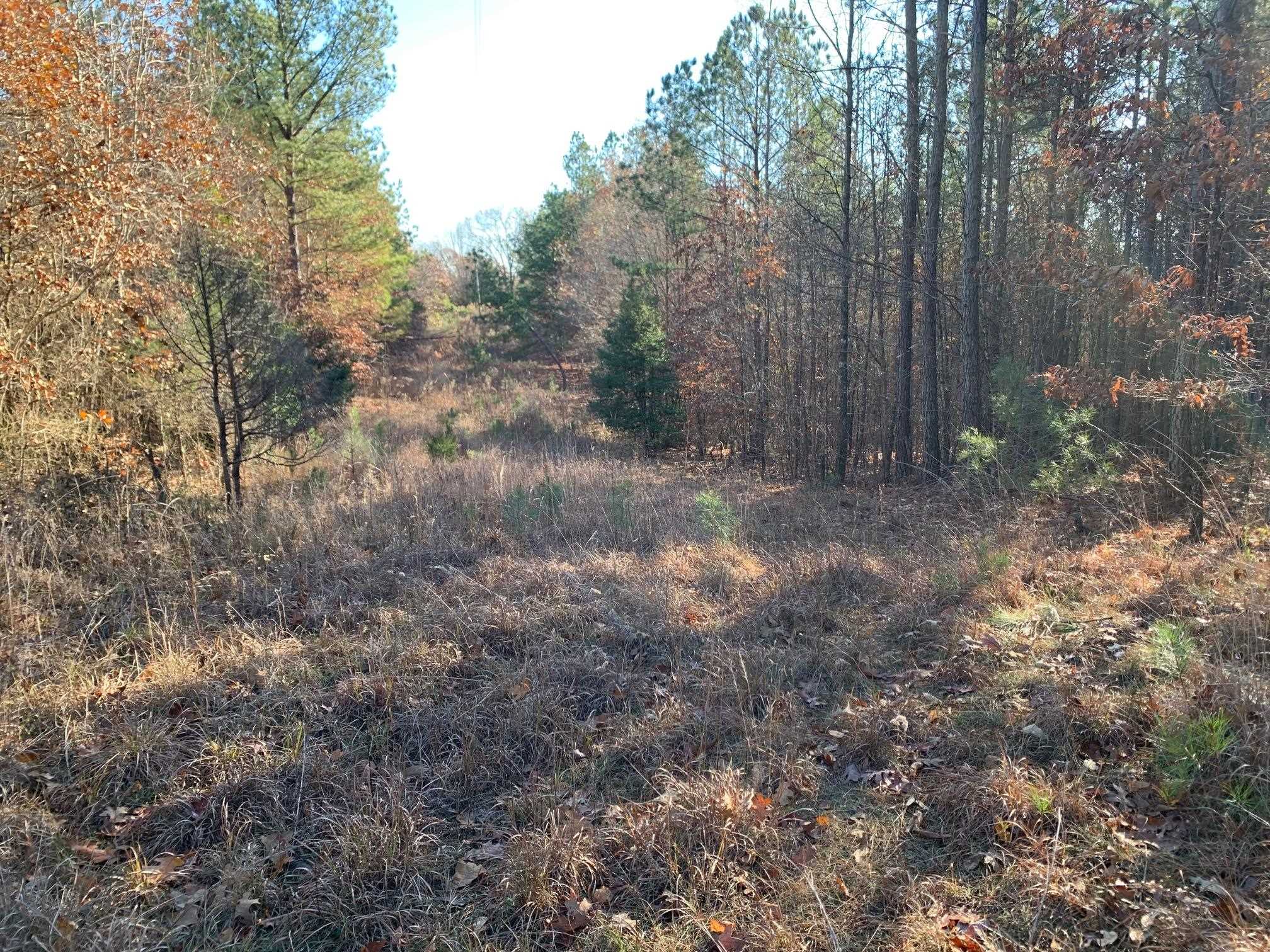 11 Warren Floyd Road Selmer, TN 38375 - Photo 3 of 6 a view of a forest with trees in the background