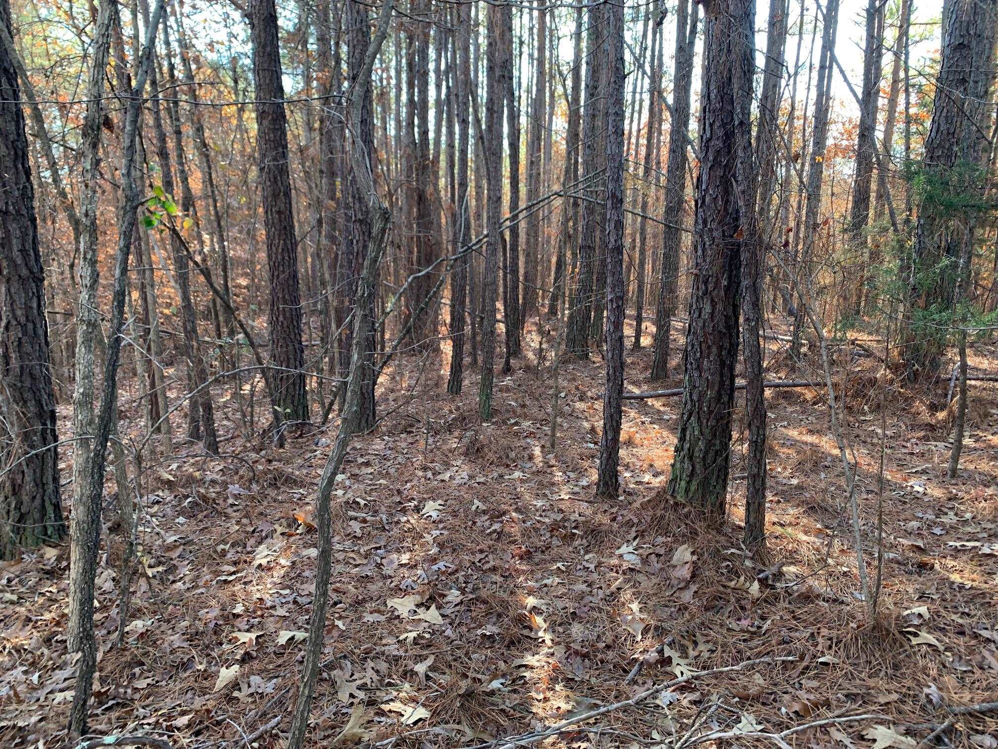 11 Warren Floyd Road Selmer, TN 38375 - Photo 4 of 6 a view of a yard with trees