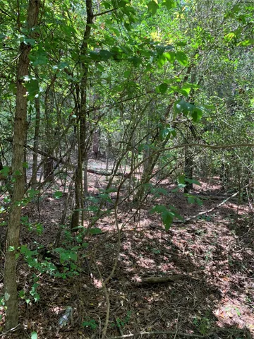 a view of a forest with a tree