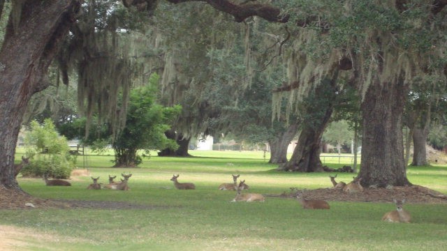 Lot 46 Brahman Trail Angleton, TX 77515 - Photo 5 of 15 a view of a park that has large trees and a wooden bench
