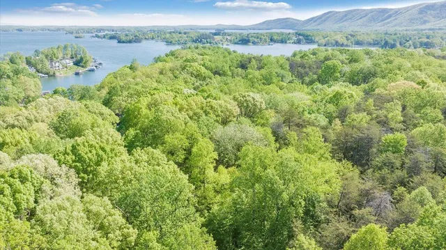 a view of a lush green forest with lots of trees