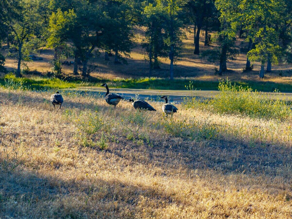 8499 Simmons Road Redding, CA 96001 - Photo 32 of 33 13-8499 Simmons Rd - E-23