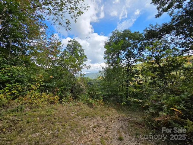 a view of a forest with a tree