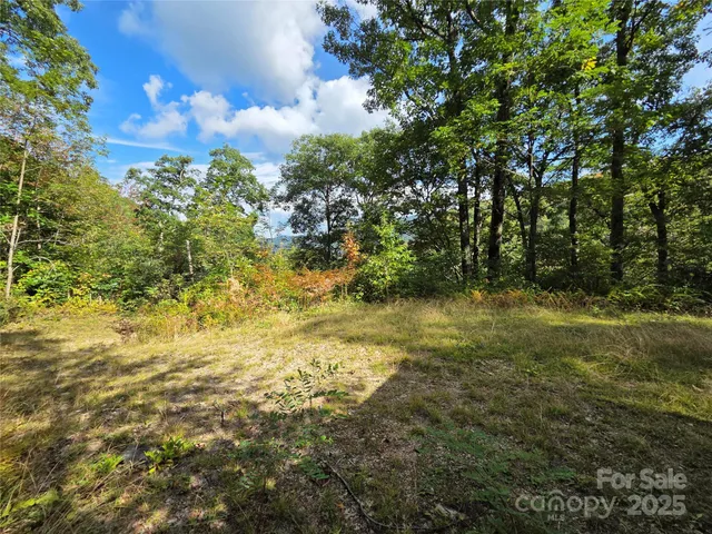 a view of tree in the forest