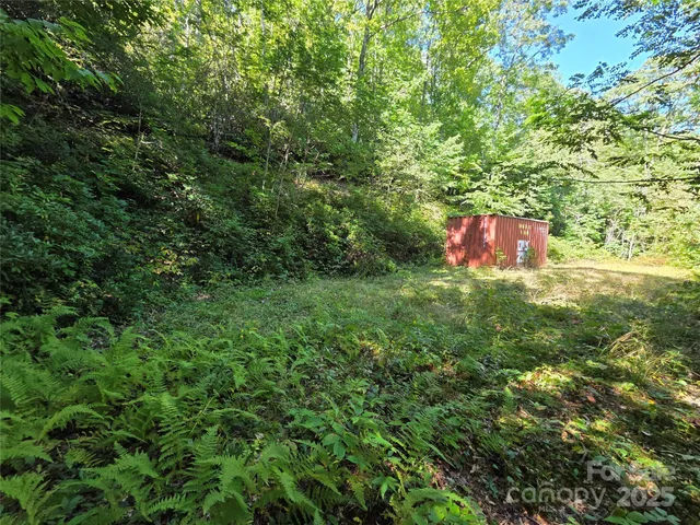 a view of a tree in a garden
