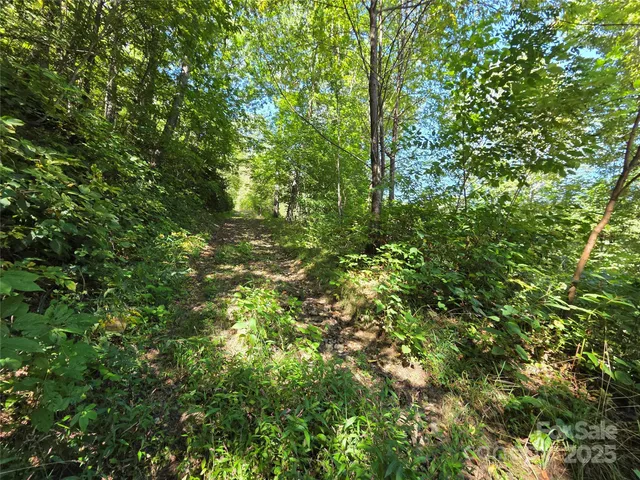 a view of a yard with plants and large trees