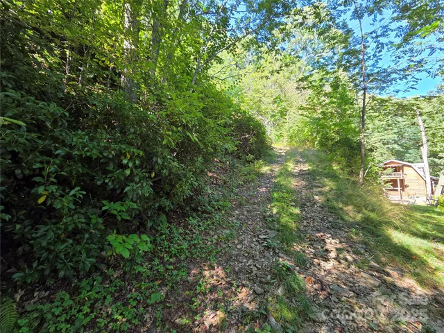 a view of a forest with a tree