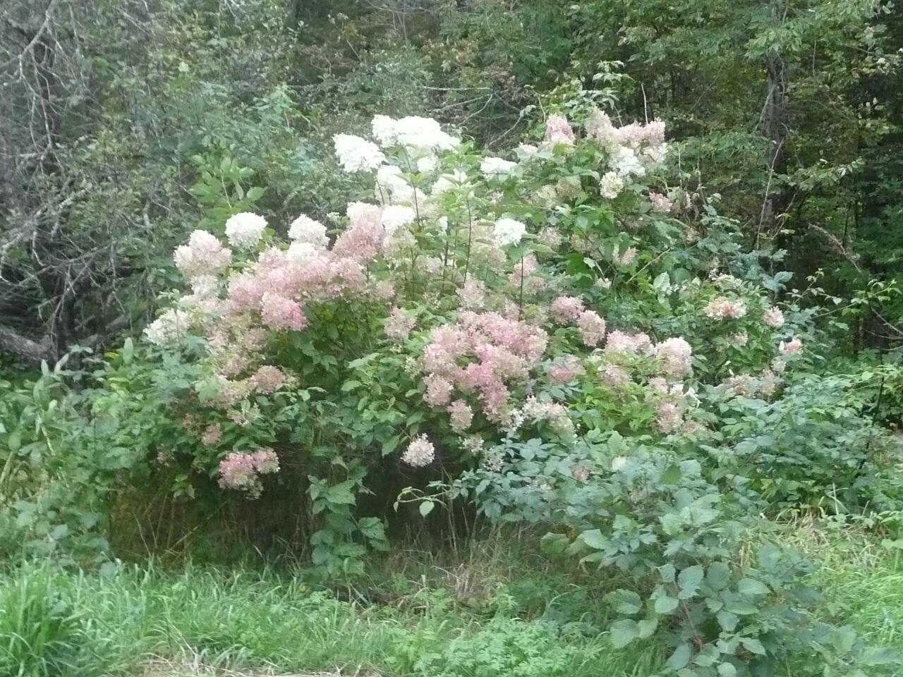 987 Douty Hill Road Sangerville, ME 04479 - Photo 2 of 44 P1050501