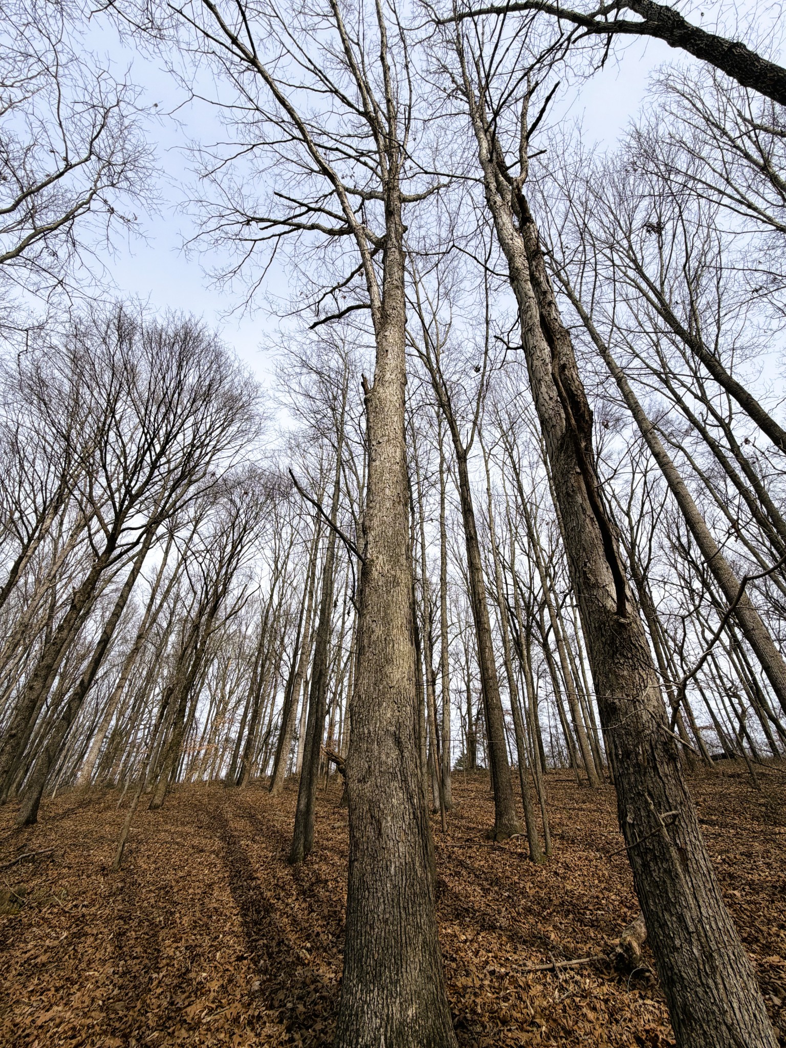 1 Rock Bridge Road Bethpage, TN 37022 - Photo 15 of 18 a backyard of a house with lots of trees
