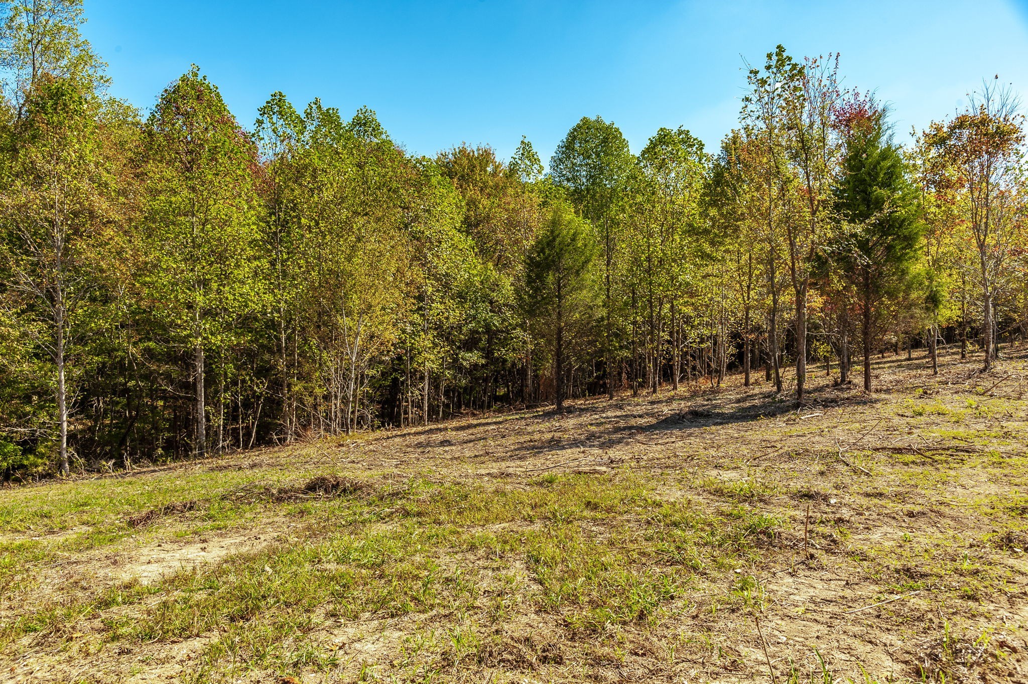 1 Rock Bridge Road Bethpage, TN 37022 - Photo 8 of 18 a backyard of a house with large trees