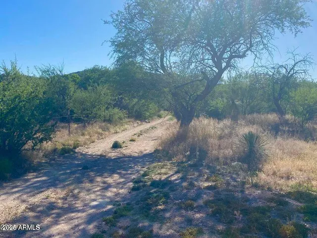 a view of a yard with a tree
