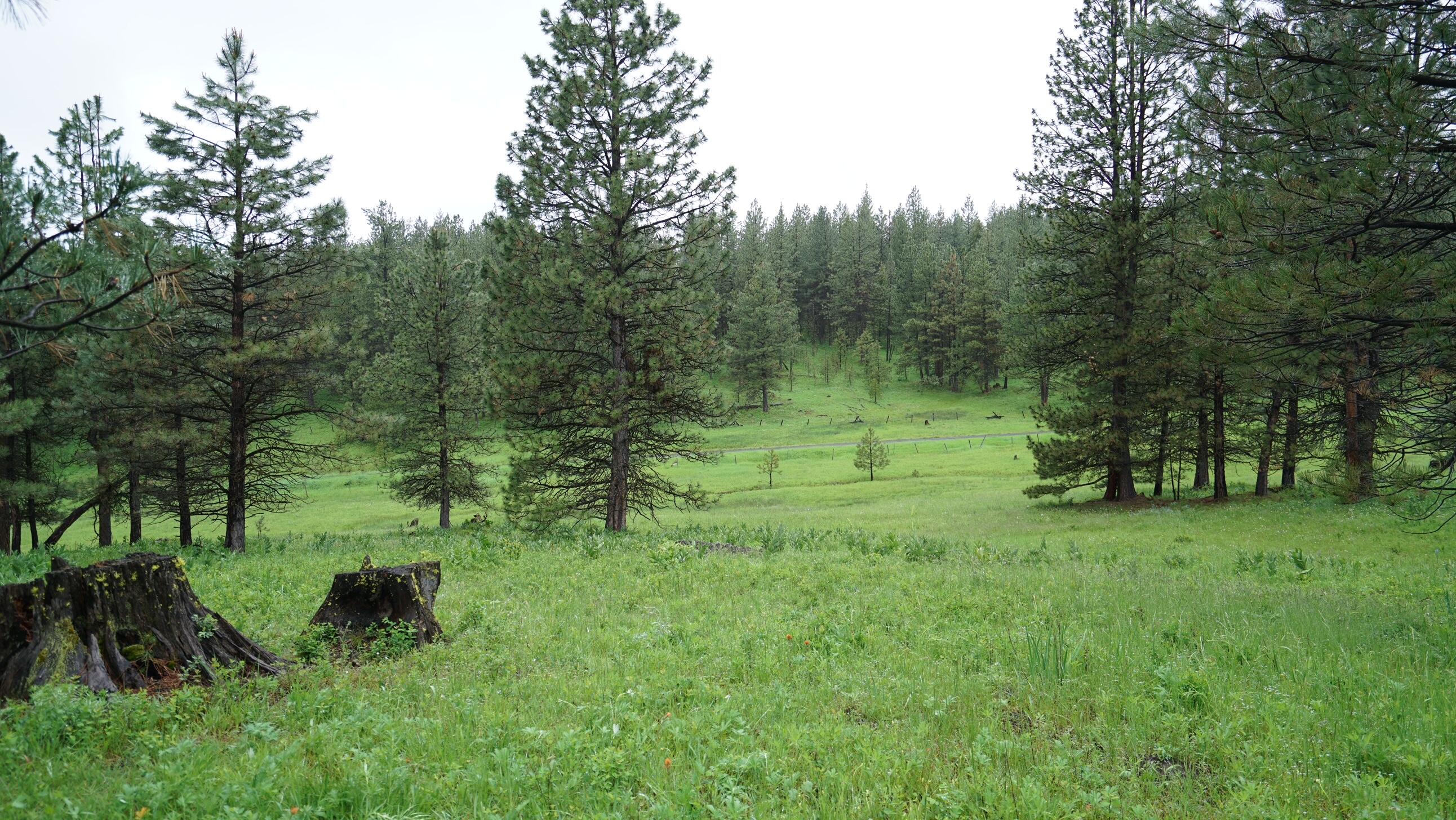 214 Forest Road Bates, OR 97817 - Photo 6 of 34 DSC02316