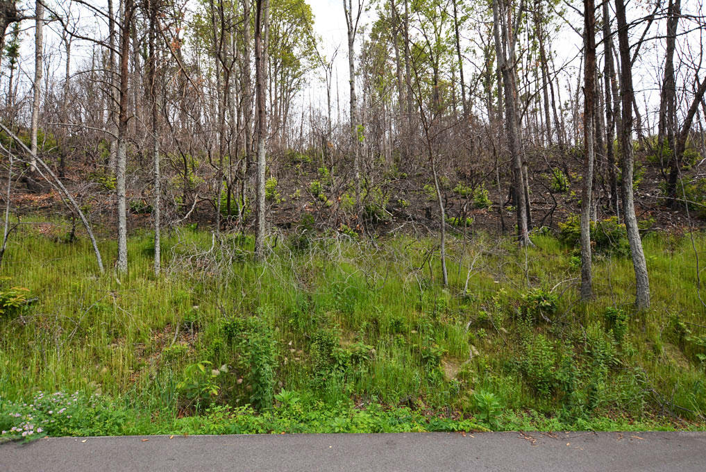 Lot 69 Elm Road Gatlinburg, TN 37738 - Photo 4 of 10 F