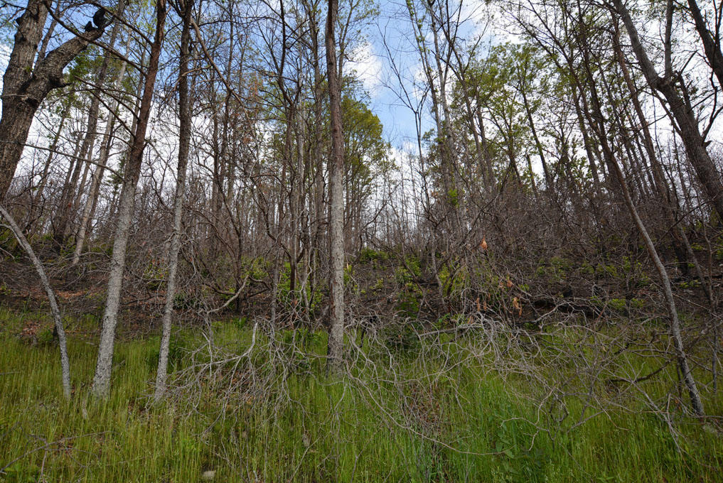 Lot 69 Elm Road Gatlinburg, TN 37738 - Photo 5 of 10 C