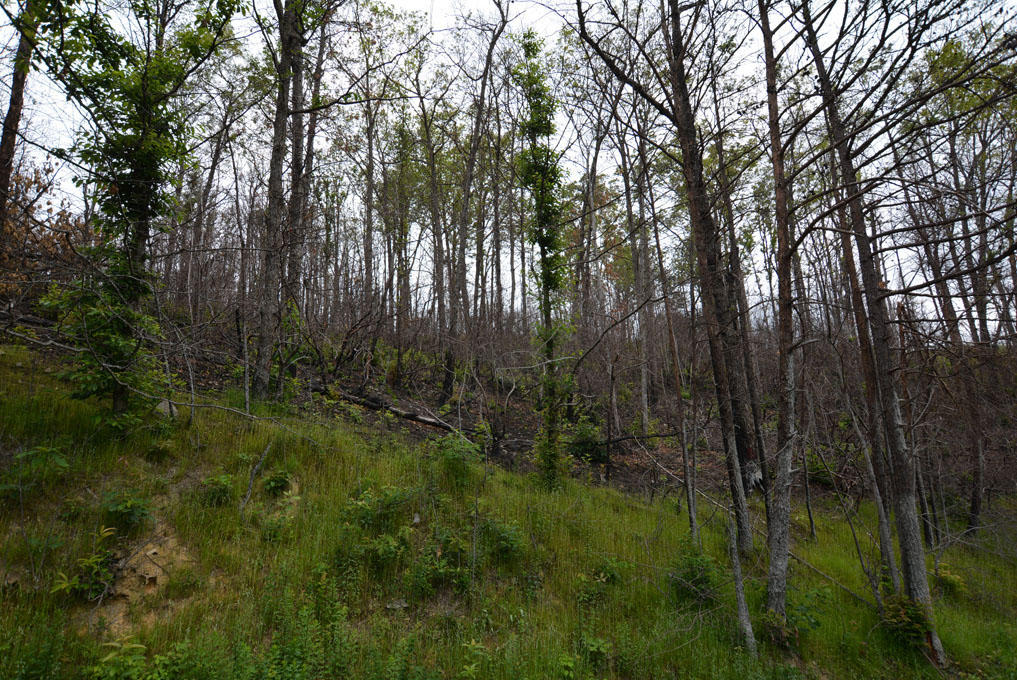 Lot 69 Elm Road Gatlinburg, TN 37738 - Photo 6 of 10 D
