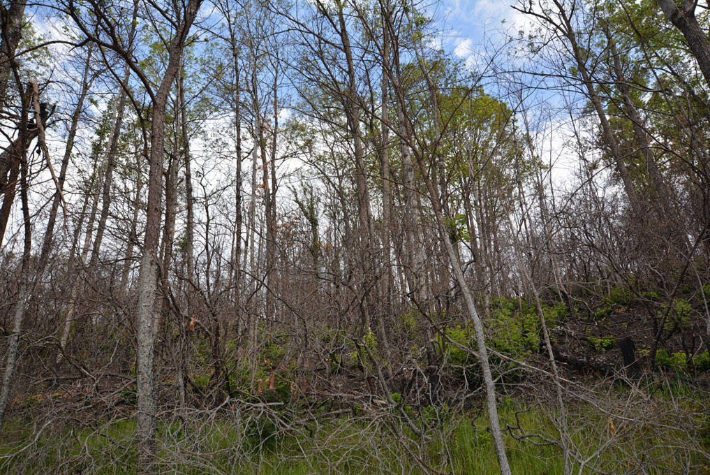 Lot 69 Elm Road Gatlinburg, TN 37738 - Photo 7 of 10 A