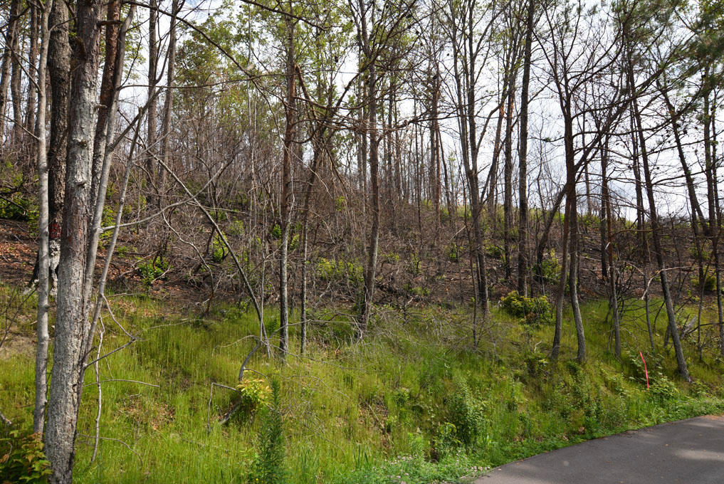 Lot 69 Elm Road Gatlinburg, TN 37738 - Photo 8 of 10 H