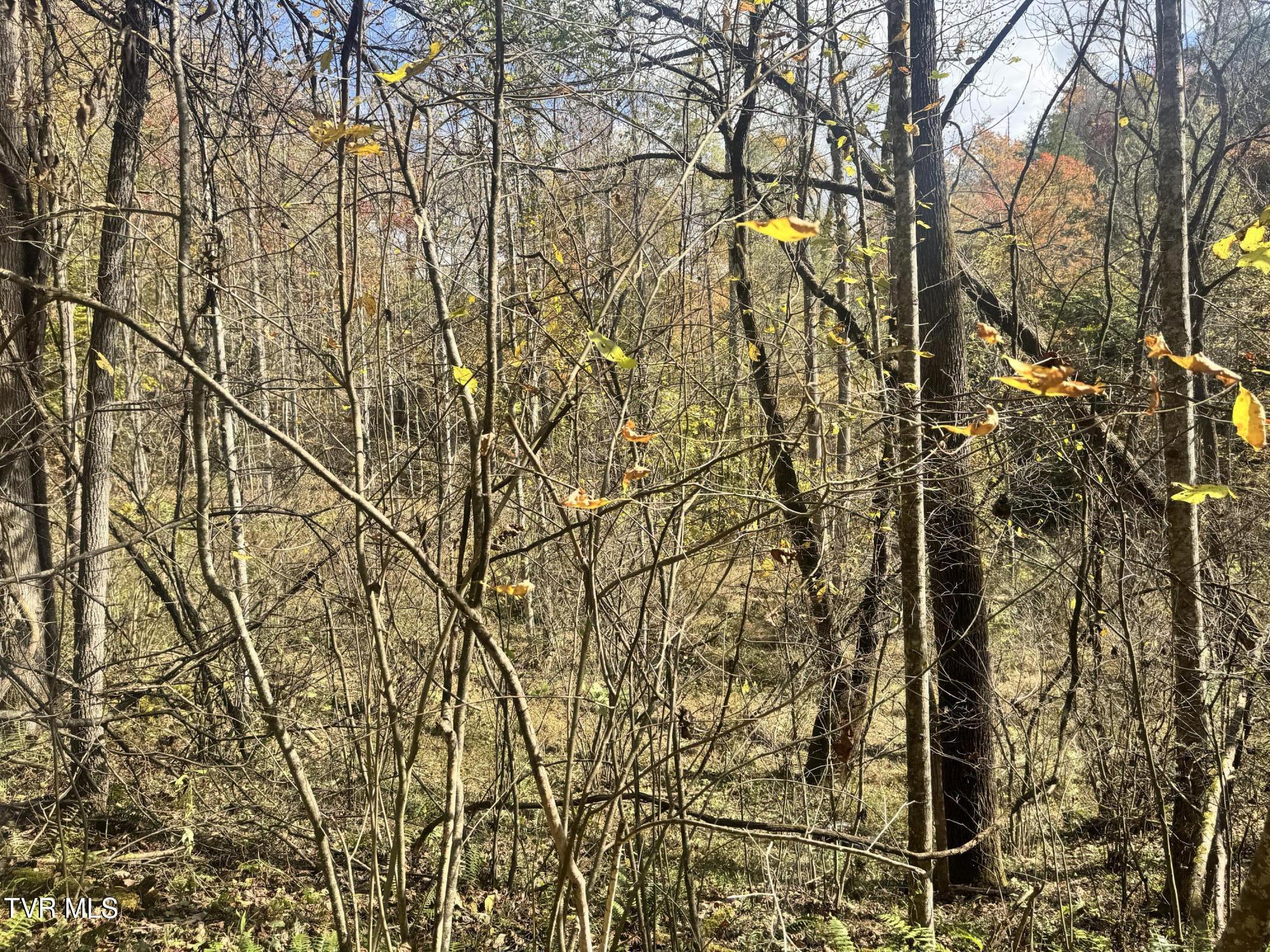 150 Little Branch Road Flag Pond, TN 37657 - Photo 12 of 57 IMG_4712