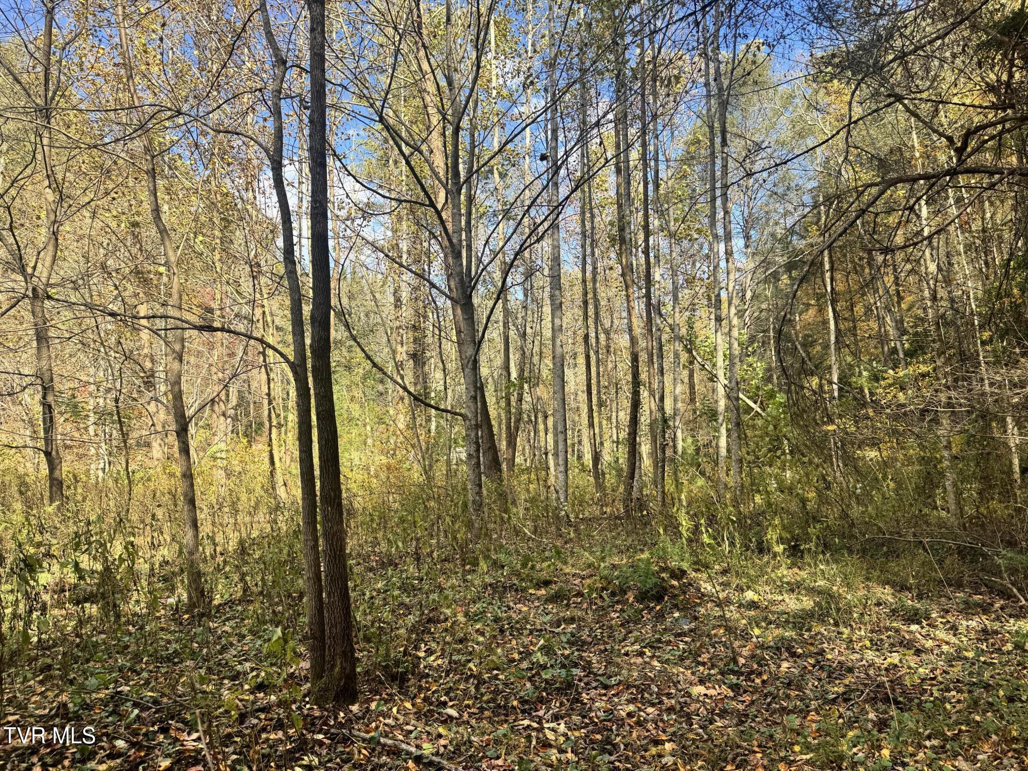 150 Little Branch Road Flag Pond, TN 37657 - Photo 21 of 57 IMG_4756