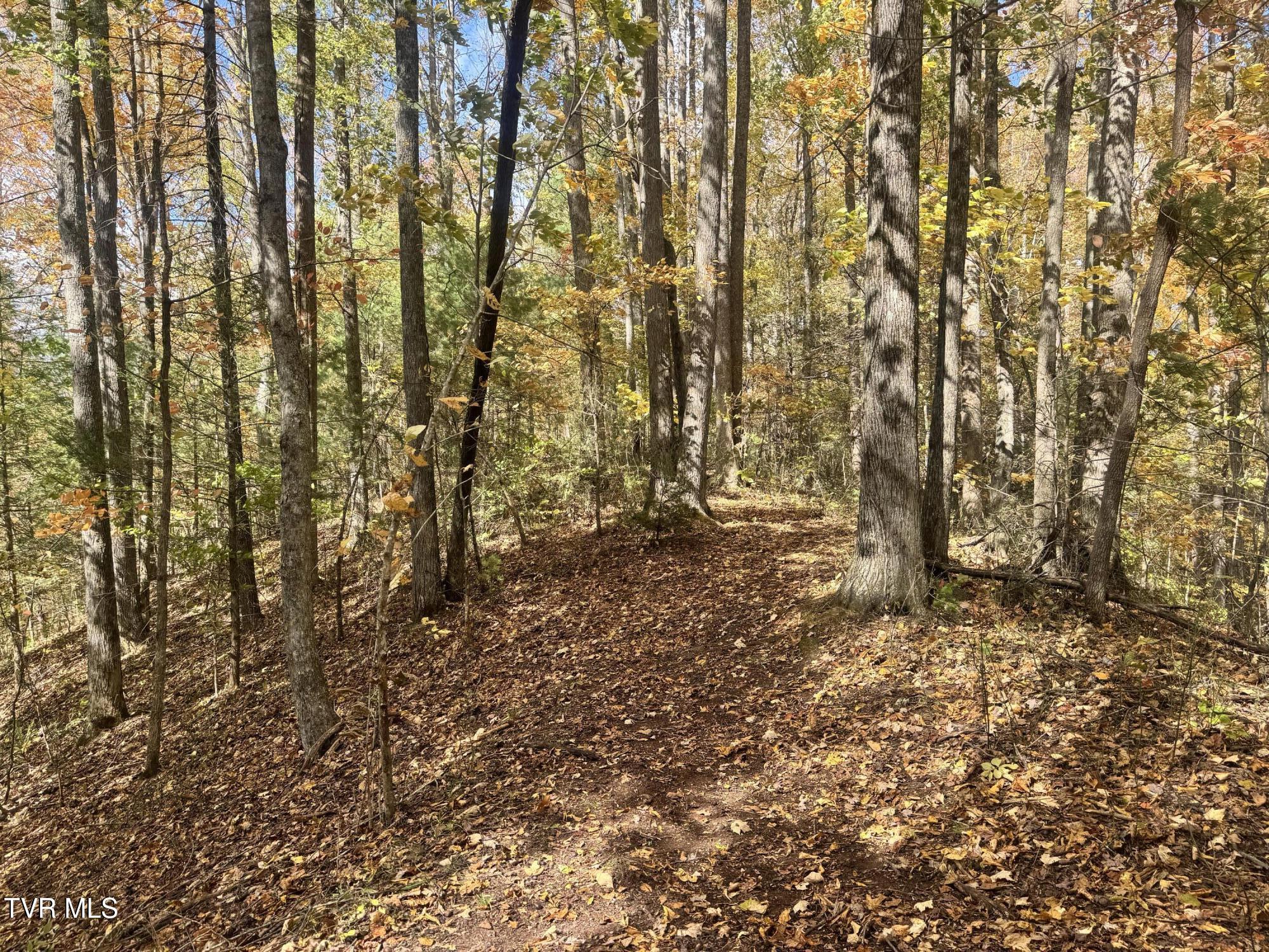 150 Little Branch Road Flag Pond, TN 37657 - Photo 51 of 57 IMG_4745