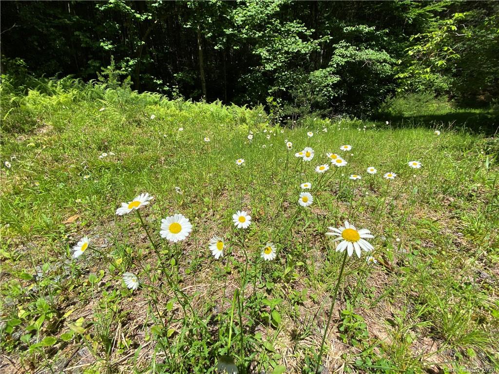 625 Old Powell Road Brevard, NC 28712 - Photo 8 of 17 Gallery Image 8