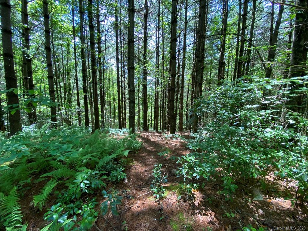 625 Old Powell Road Brevard, NC 28712 - Photo 10 of 17 Gallery Image 10