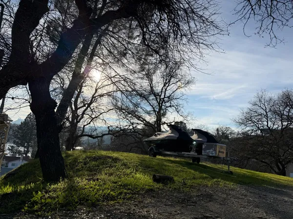 a view of a yard with plants and large trees