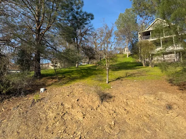 a view of a yard with plants and large trees