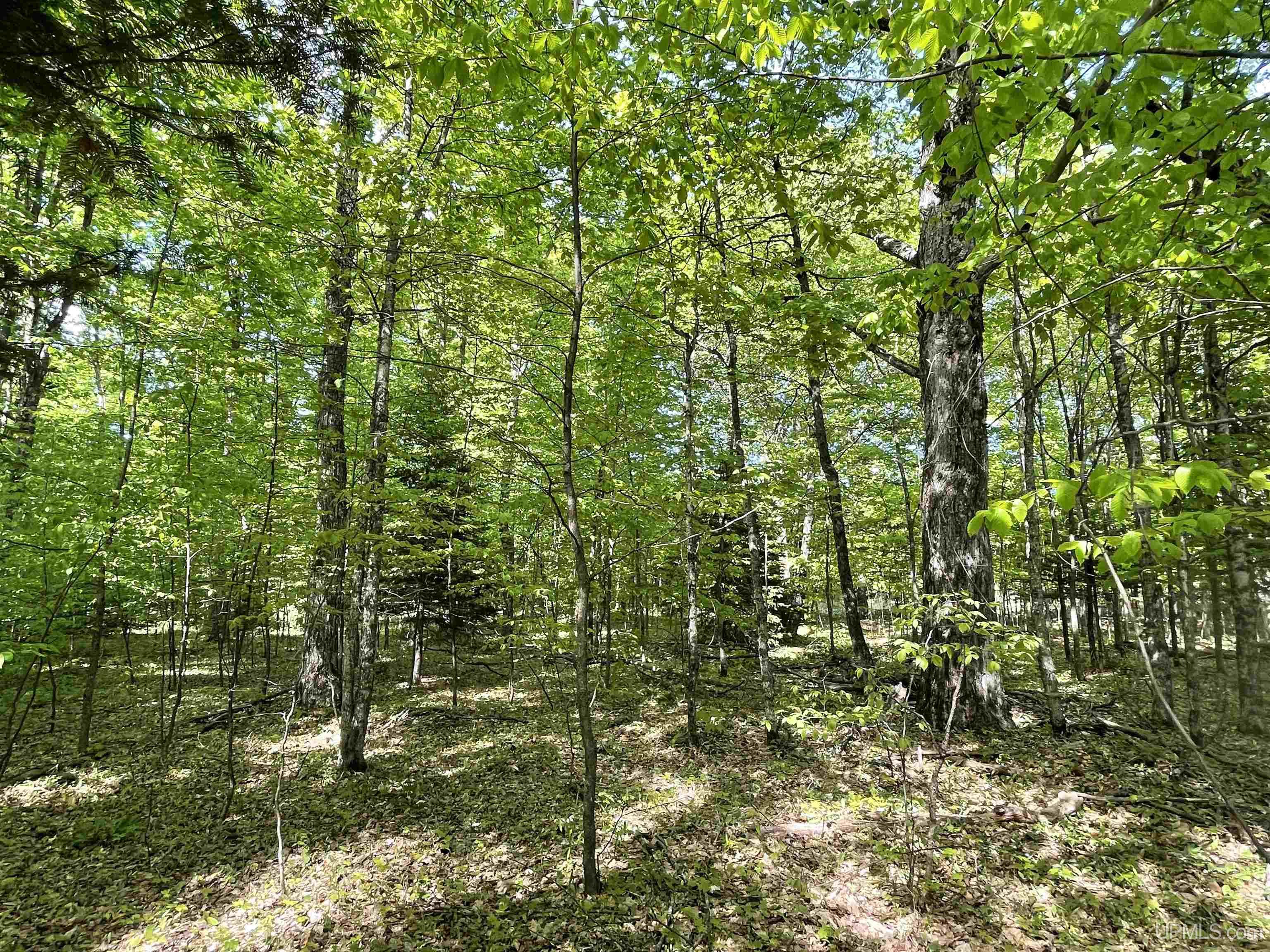 4855 N Camp 23 Road Germfask, MI 49836 - Photo 3 of 28