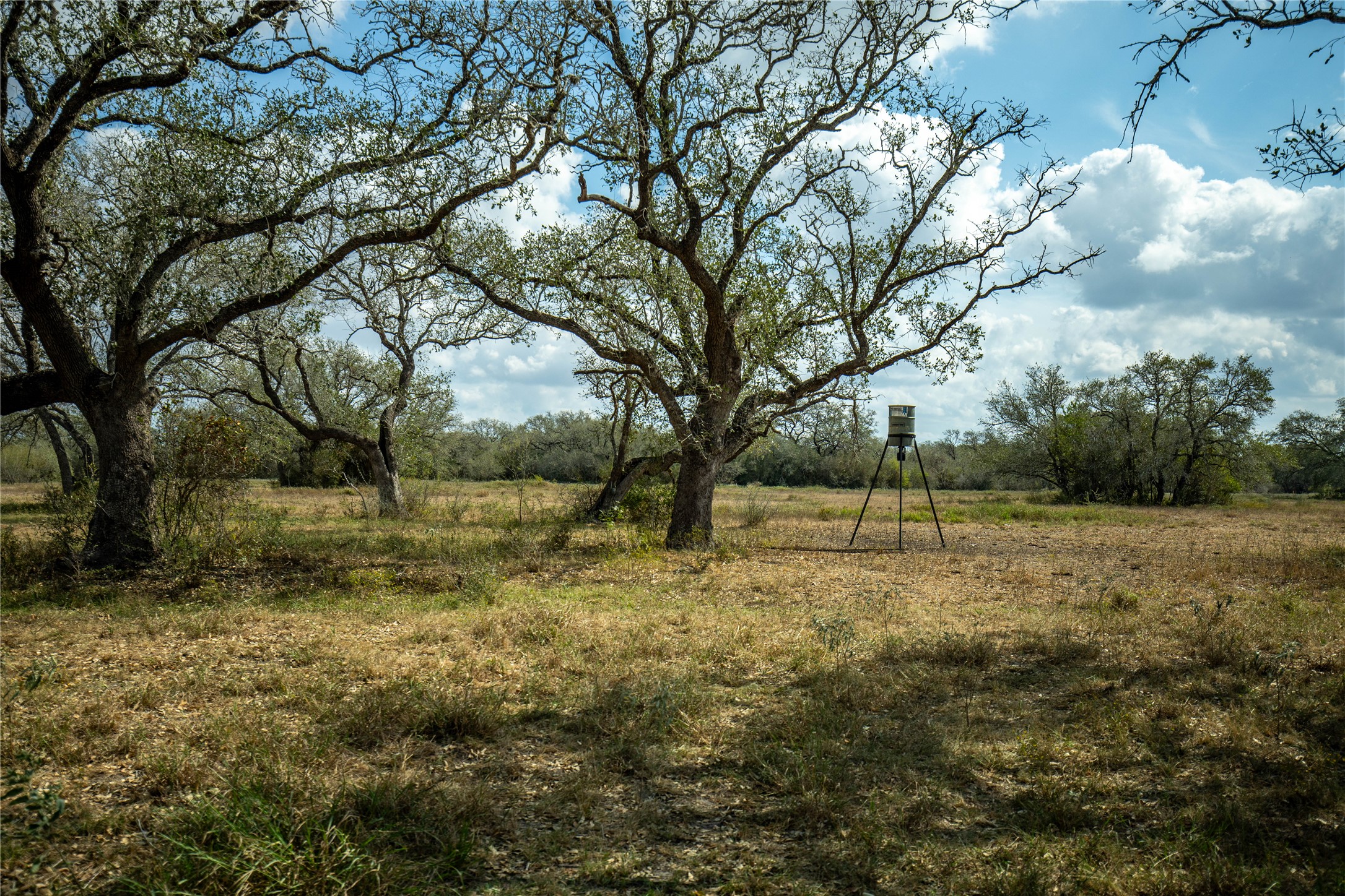 698 Hilbrich Road Westhoff, TX 77994 - Photo 40 of 40 a view of a yard with a tree