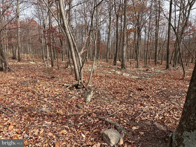 a view of a forest with trees