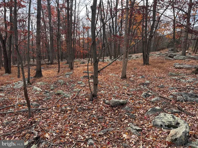 a view of a forest filled with trees
