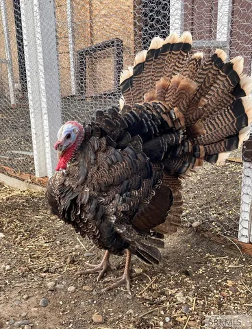 $749,000 | 4406 East 100 North, Rigby, ID 83442