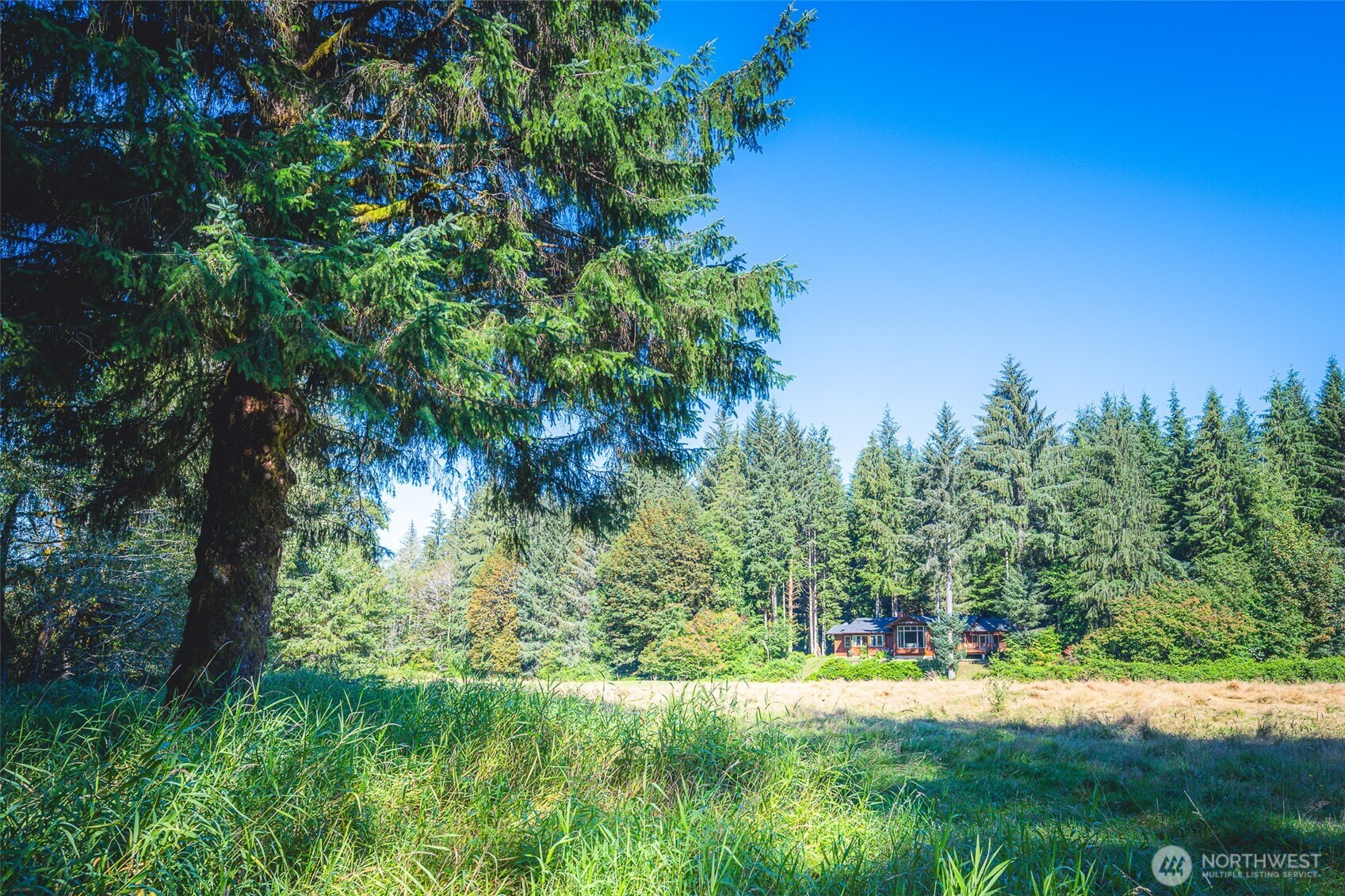 173 Pleasant Meadows Lane Beaver, WA 98305 - Photo 36 of 40 a view of a yard with a tree