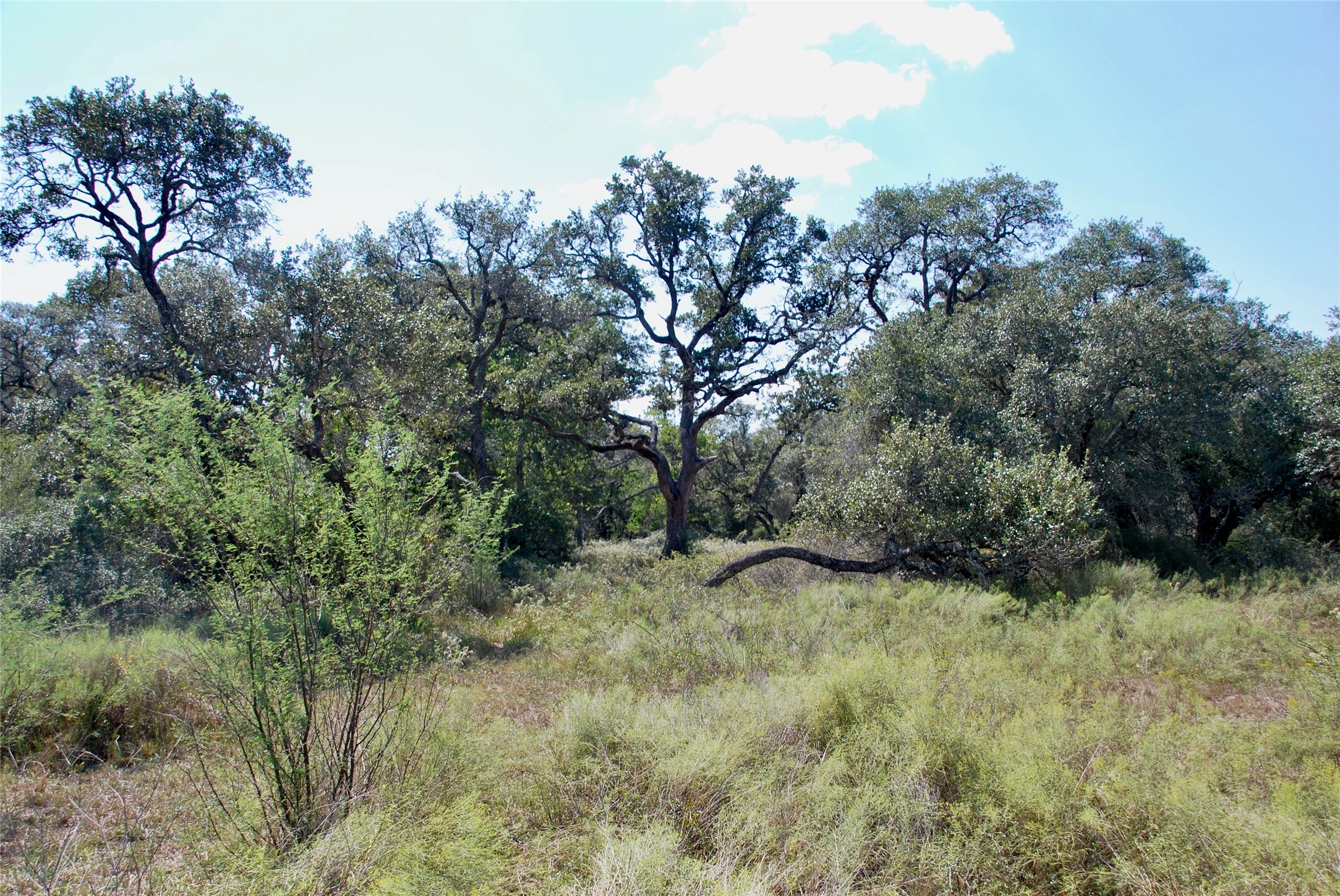 3033 County Road 18 Hallettsville, TX 77964 - Photo 37 of 50