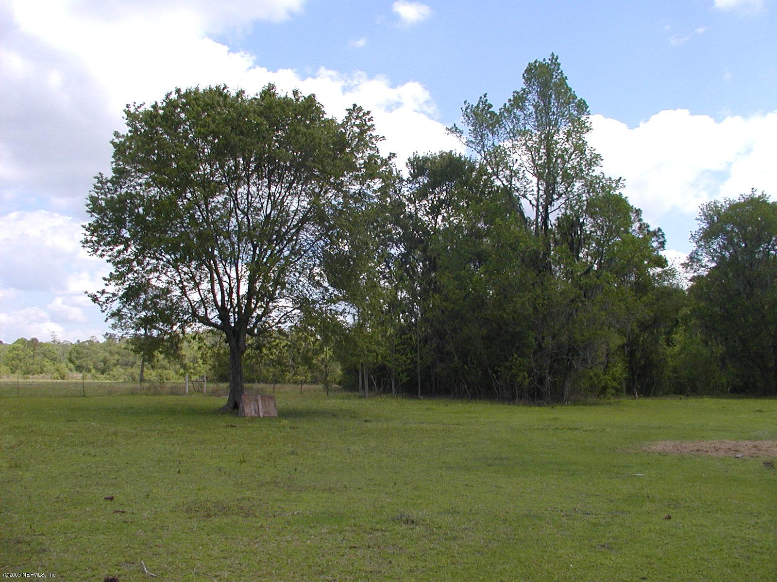 3335 Yellow Water Road Jacksonville, FL 32234 - Photo 4 of 4 Yellow Water Tree