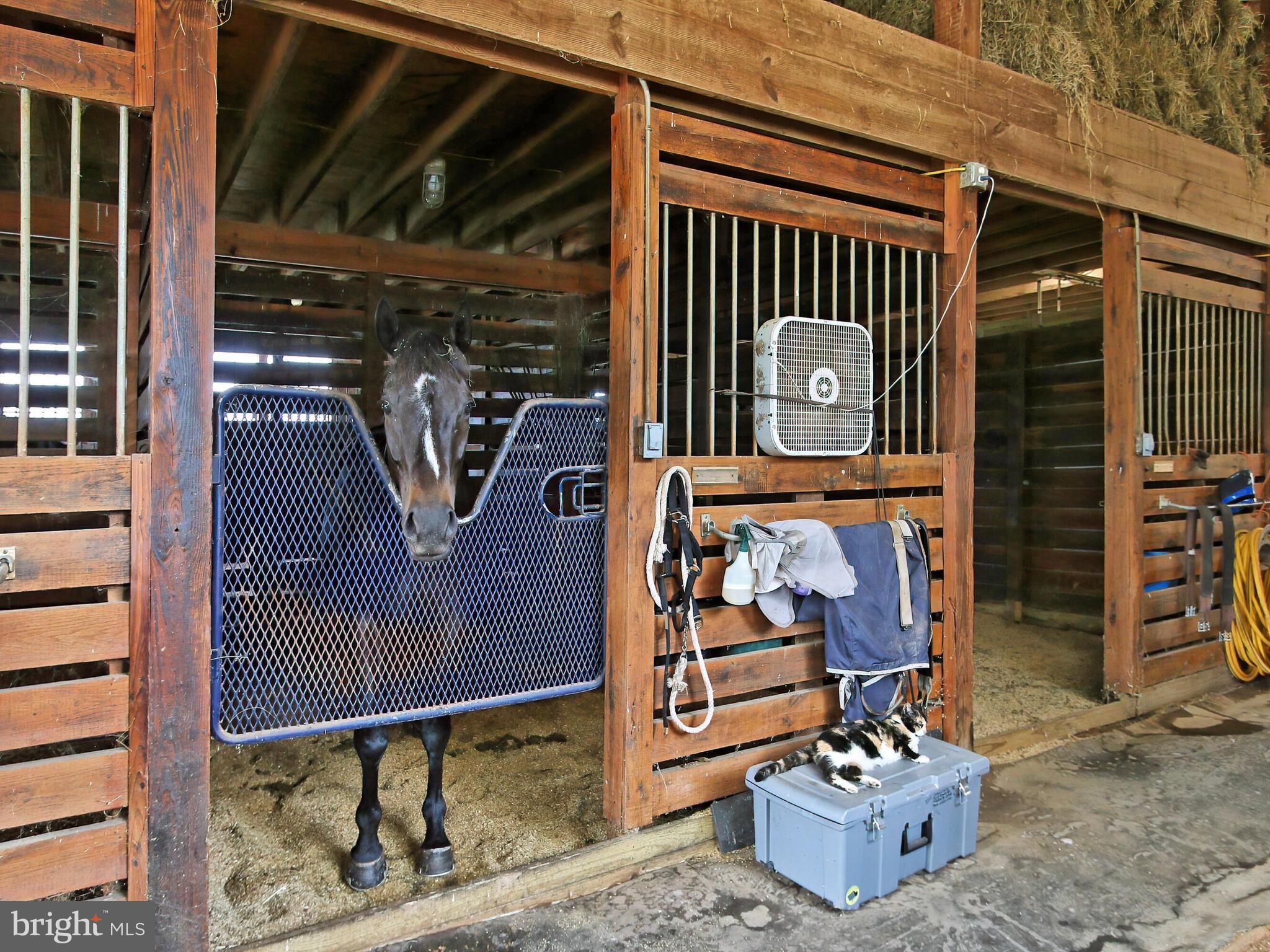 4386 Catlett Road Midland, VA 22728 - Photo 76 of 97 All matted stalls