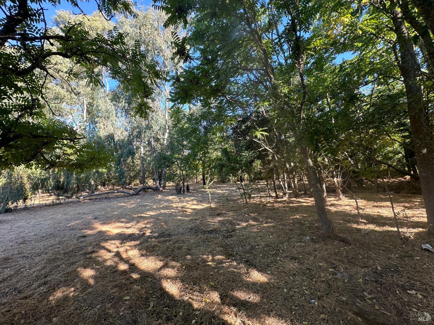 250 Napa Road Sonoma, CA 95476 - Photo 4 of 8 a view of a forest with trees