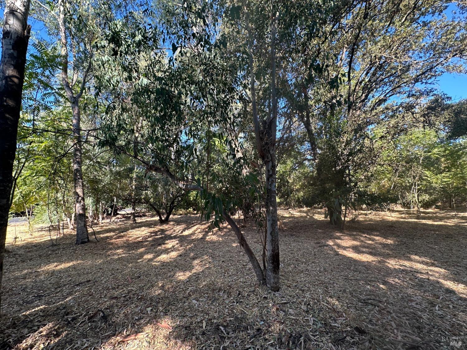 250 Napa Road Sonoma, CA 95476 - Photo 6 of 8 a view of road and trees