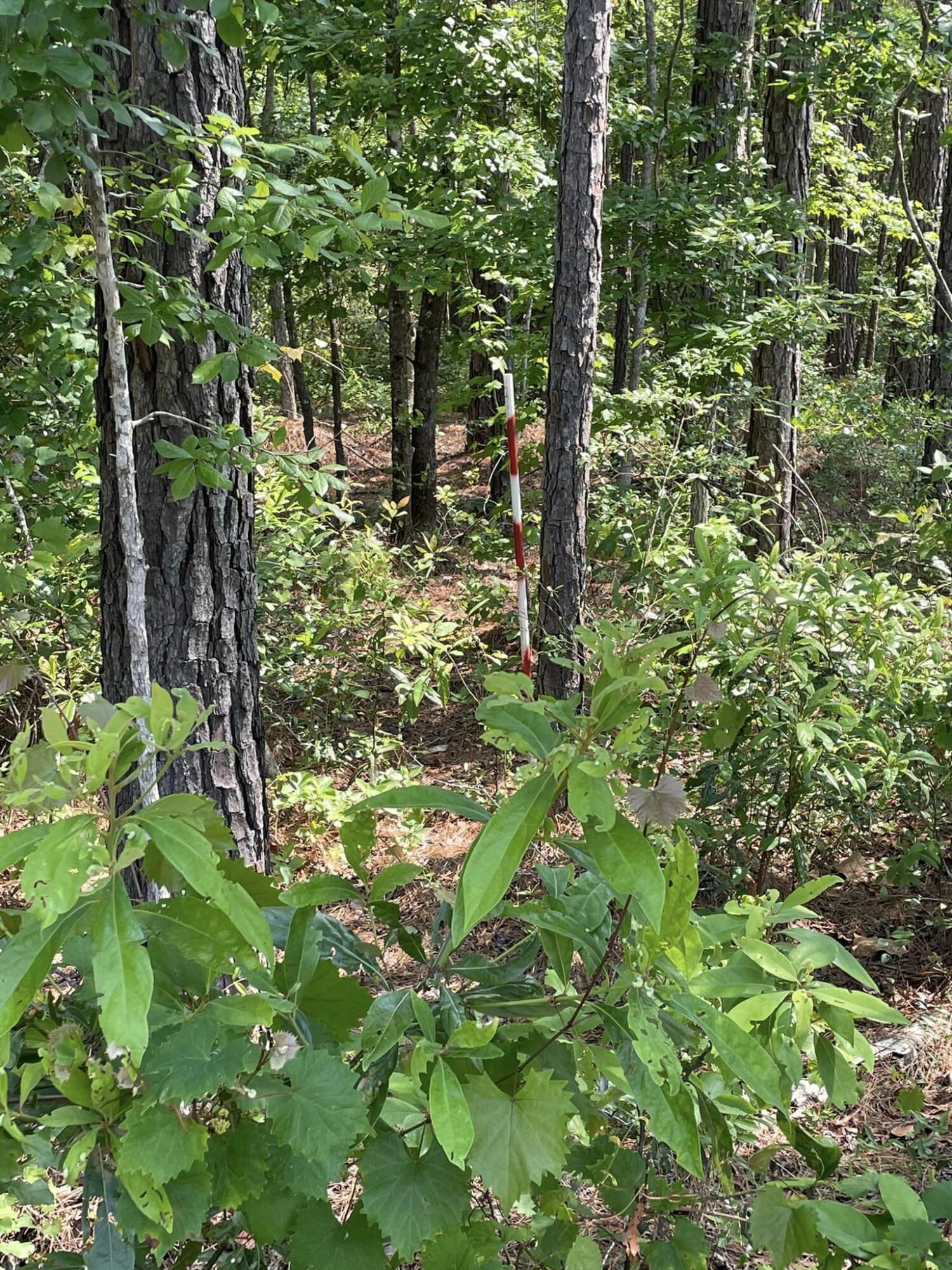 0 Raw Dew Drive Awendaw, SC 29429 - Photo 12 of 14 Raw Dew H red and white septic sites