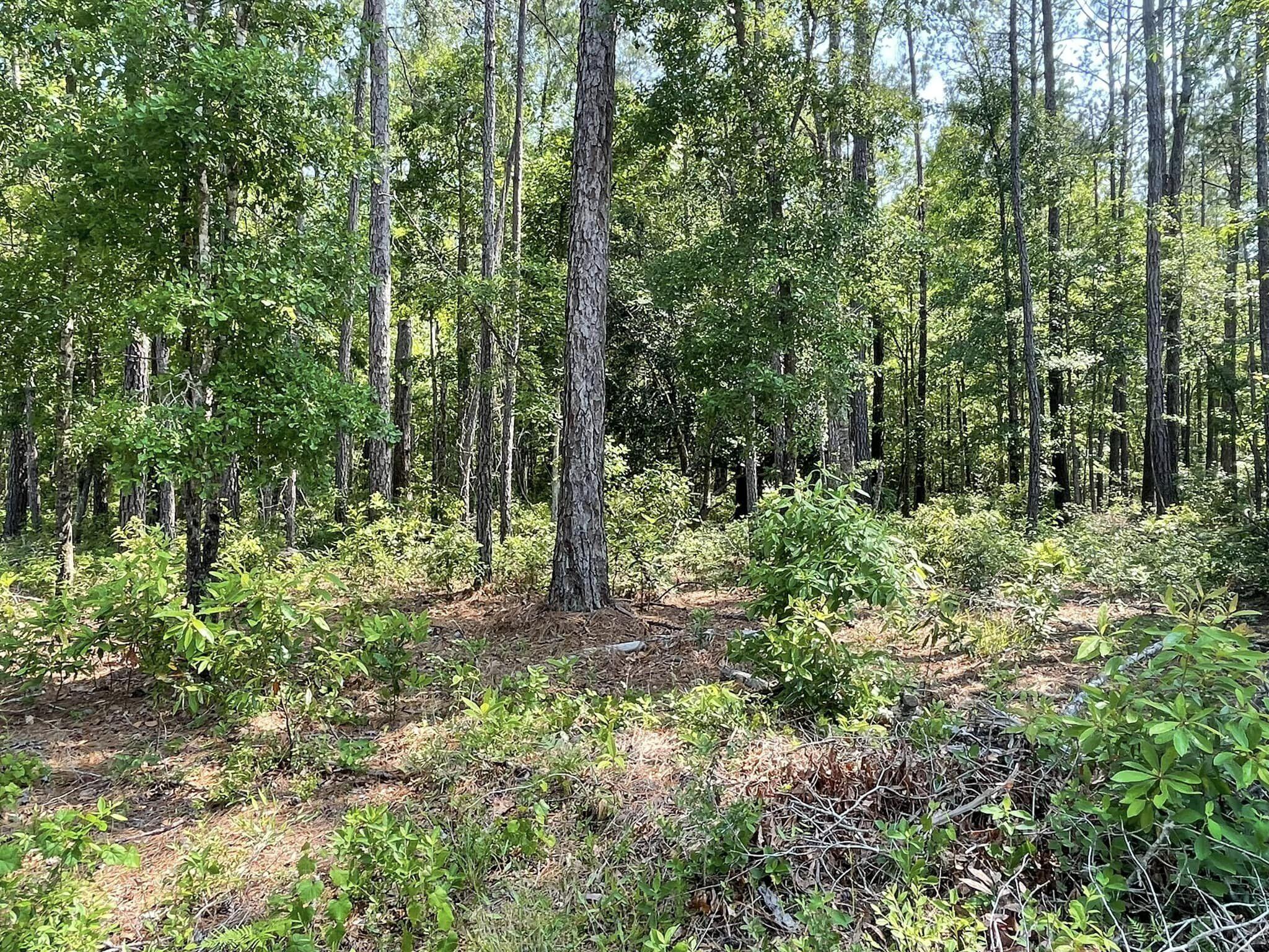 0 Raw Dew Drive Awendaw, SC 29429 - Photo 13 of 14 Raw Dew H woods