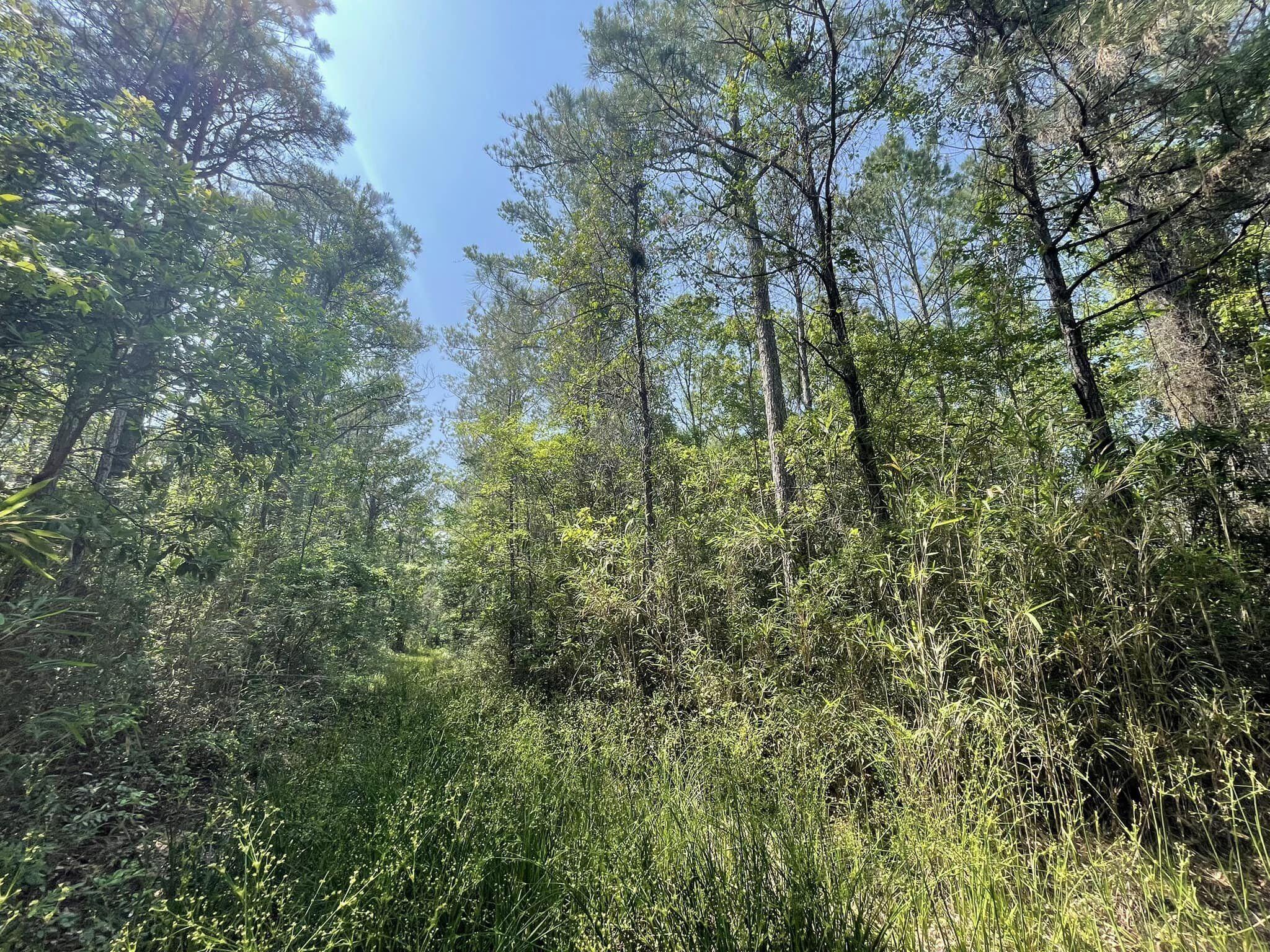 0 Raw Dew Drive Awendaw, SC 29429 - Photo 3 of 14 Raw Dew H rear lane left