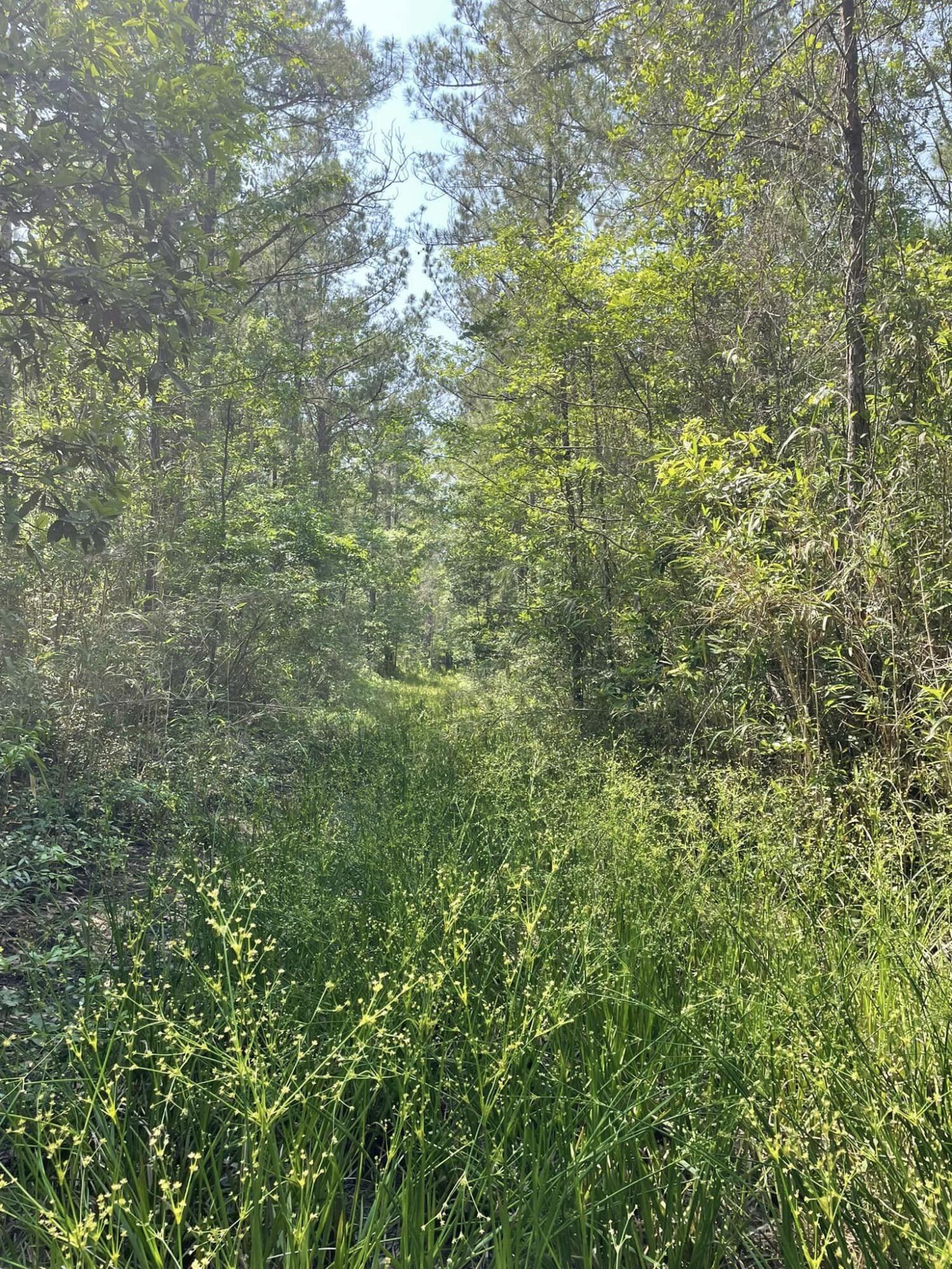 0 Raw Dew Drive Awendaw, SC 29429 - Photo 4 of 14 Raw Dew H rear lane