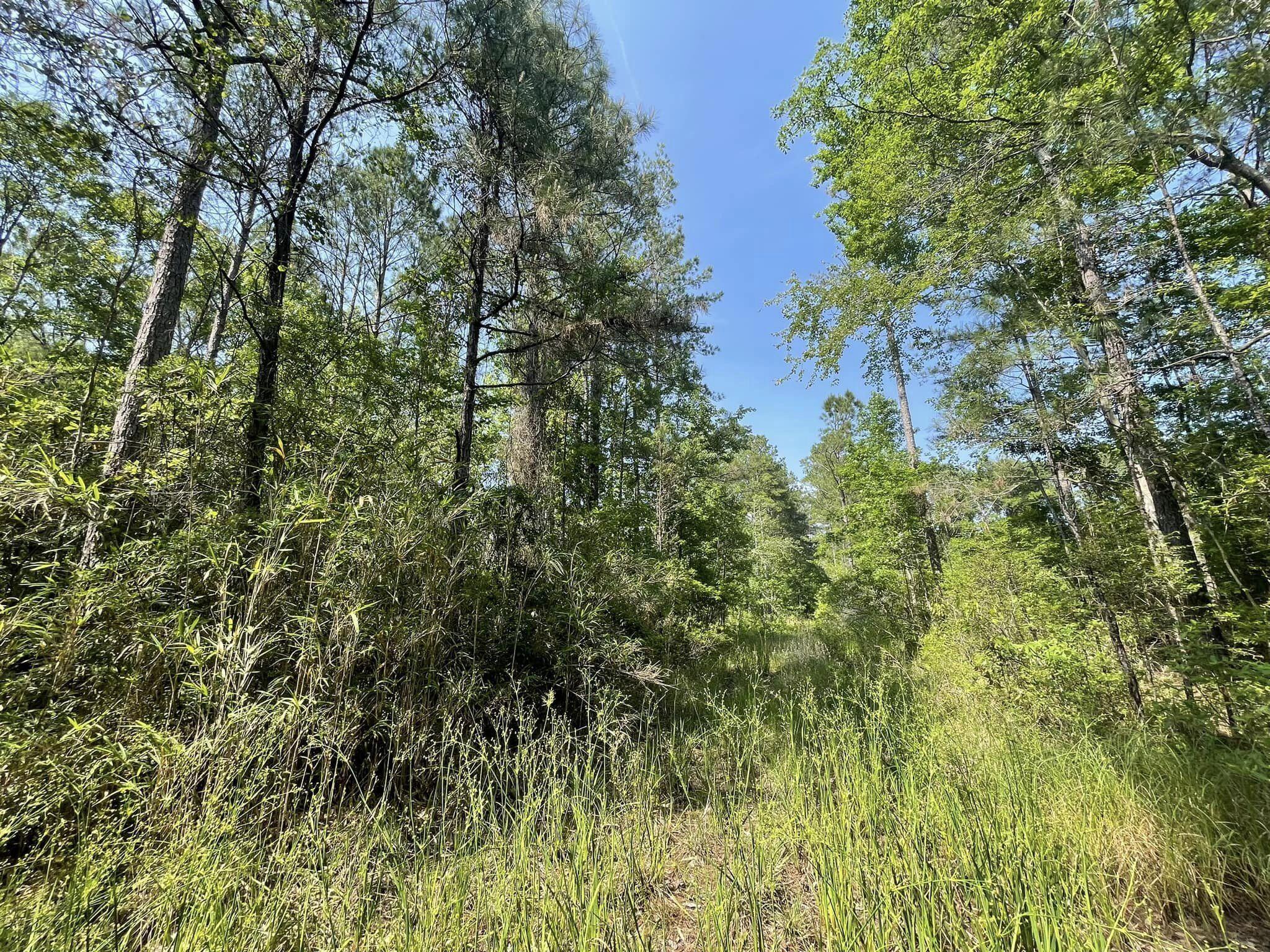 0 Raw Dew Drive Awendaw, SC 29429 - Photo 5 of 14 Raw Dew H rear lane right