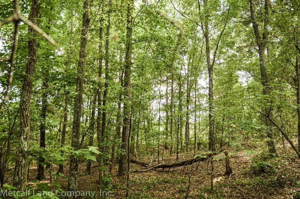 0 Cemetery Road Cowpens, SC 29330 - Photo 9 of 13